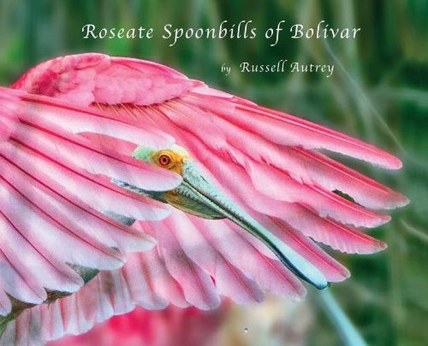 Cover image for Roseate Spoonbills of Bolivar