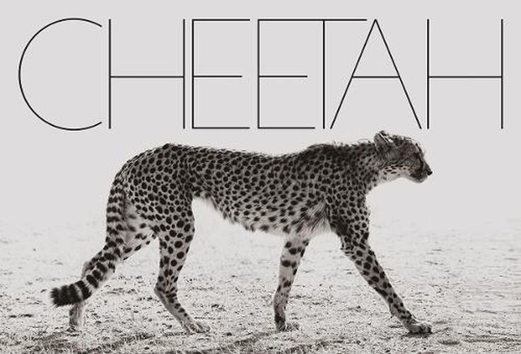 Cheetah