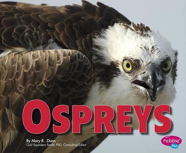 Cover image for Ospreys