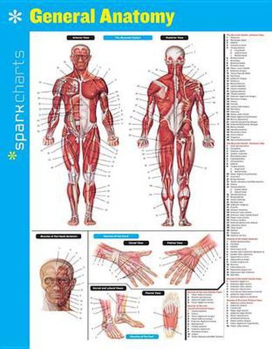 Cover image for General Anatomy SparkCharts