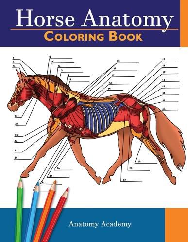 Cover image for Horse Anatomy