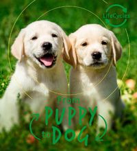 Cover image for Lifecycles - Pup To Dog