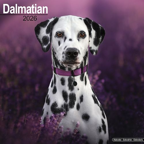 Cover image for Dalmatian Calendar 2026 Square Dog Breed Wall Calendar - 16 Month