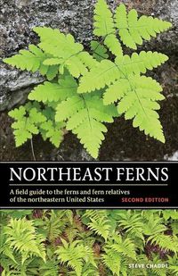 Cover image for Northeast Ferns