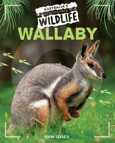 Cover image for Wallaby