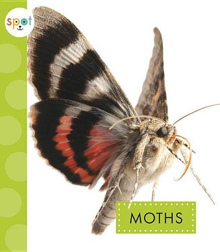 Cover image for Moths