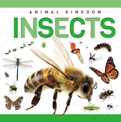 Cover image for Insects
