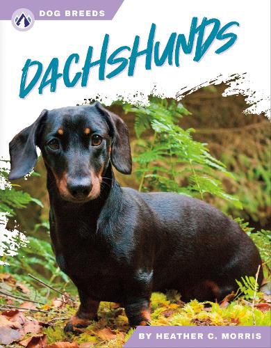 Dog Breeds: Dachshunds