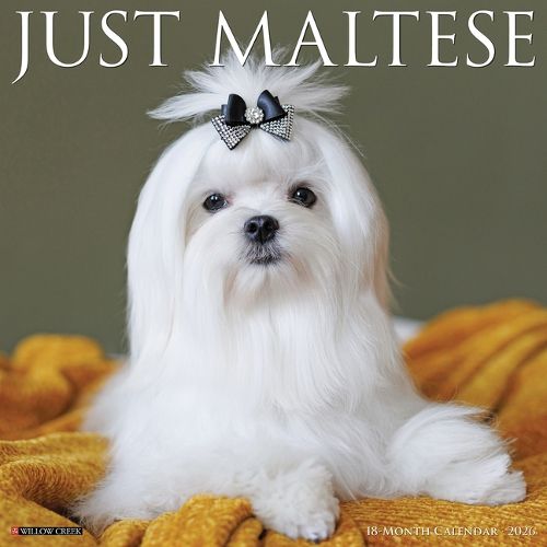 Cover image for Maltese 2026 Wall Calendar