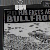 Cover image for 20 Fun Facts about Bullfrogs