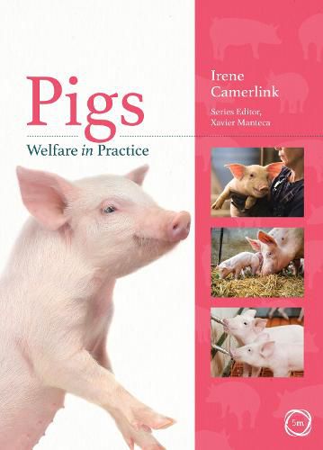 Cover image for Pigs Welfare in Practice