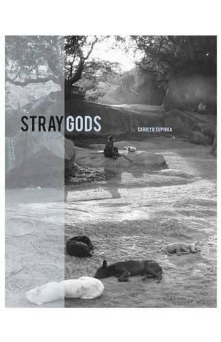 Cover image for Stray Gods