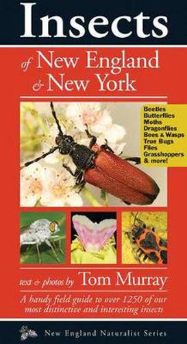 Cover image for Insects of New England & New York