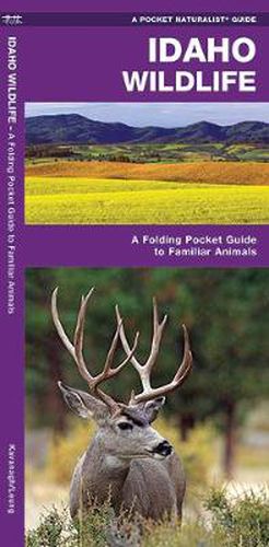 Cover image for Idaho Wildlife: A Folding Pocket Guide to Familiar Animals