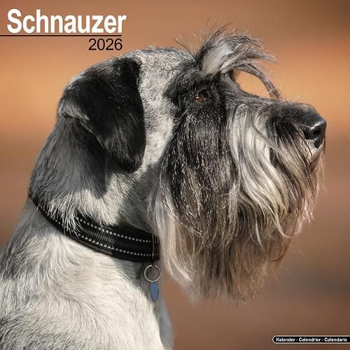 Cover image for Schnauzer (Euro) Calendar 2026 Square Dog Breed Wall Calendar - 16 Month