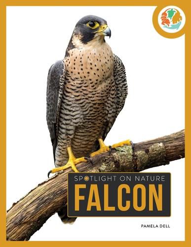 Cover image for Falcon