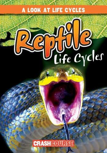 Cover image for Reptile Life Cycles