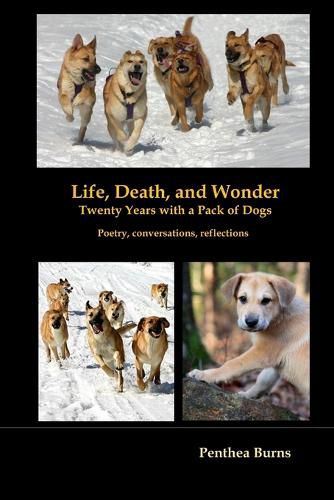 Cover image for Life, Death, and Wonder Twenty Years with a Pack of Dogs