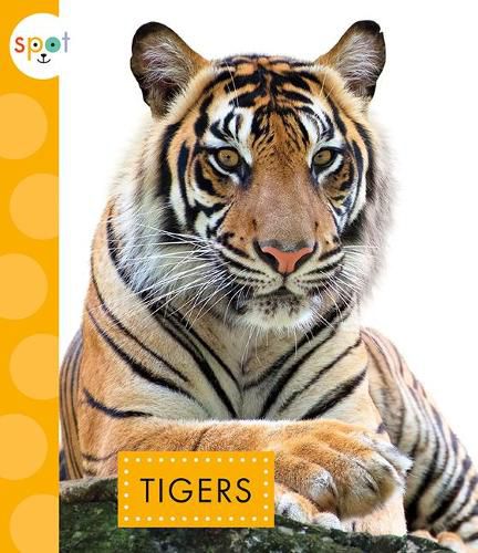 Cover image for Tigers