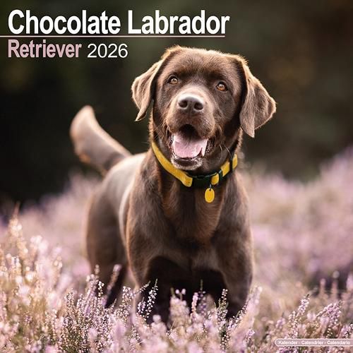 Cover image for Chocolate Labrador Retriever Calendar 2026 Square Dog Breed Wall Calendar - 16 Month