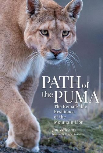 Cover image for Path of the Puma: The Remarkable Resilience of the Mountain Lion