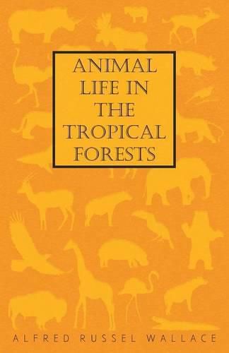 Cover image for Animal Life in the Tropical Forests