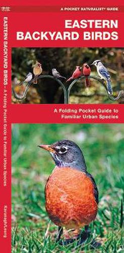 Cover image for Eastern Backyard Birds: A Folding Pocket Guide to Familiar Urban Species