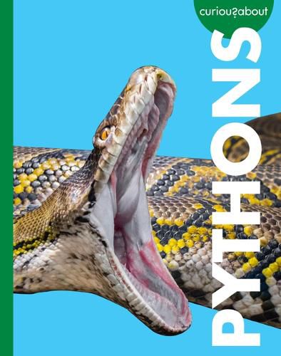 Cover image for Curious about Pythons