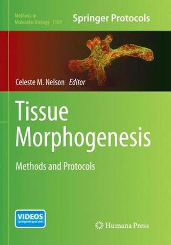 Tissue Morphogenesis: Methods and Protocols