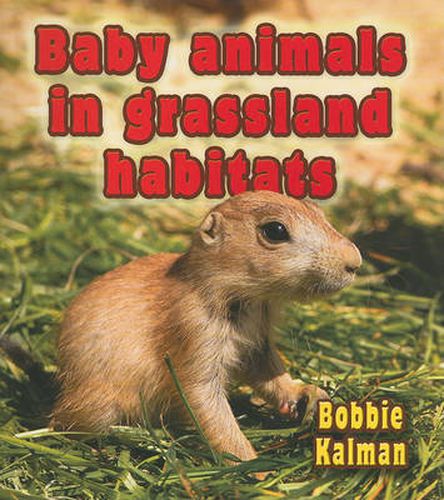 Cover image for Baby Animals in Grassland Habitats