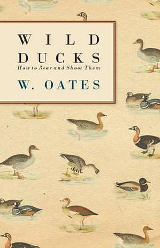 Cover image for Wild Ducks - How To Rear And Shoot Them