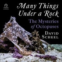 Cover image for Many Things Under a Rock