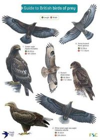 Cover image for Guide to British Birds of Prey