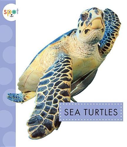 Cover image for Sea Turtles