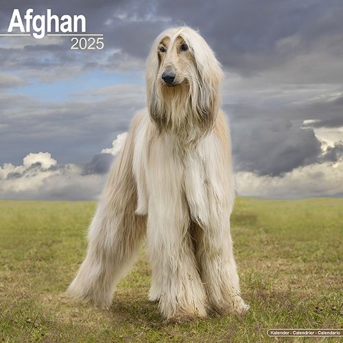 Afghan Calendar 2025 Square Dog Breed Wall Calendar - 16 Month