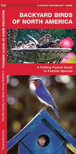 Cover image for Backyard Birds of North America: A Folding Pocket Guide to Familiar Species