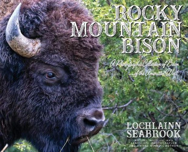 Cover image for Rocky Mountain Bison