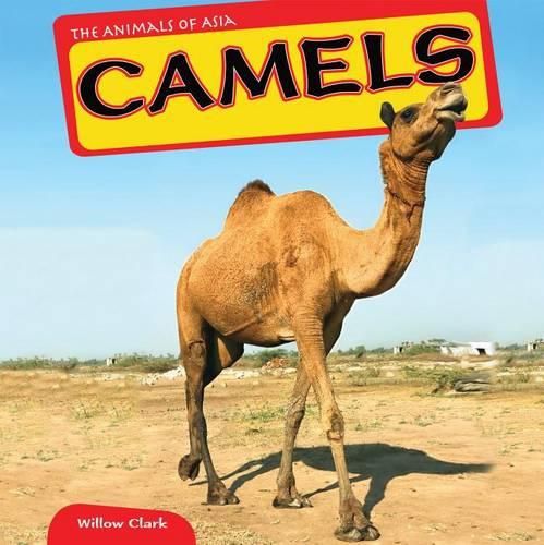 Cover image for Camels