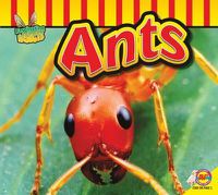 Cover image for Ants