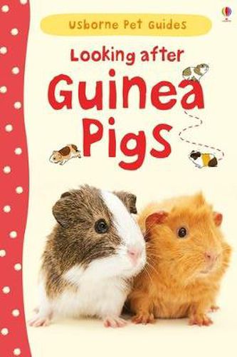 Cover image for Looking after Guinea Pigs
