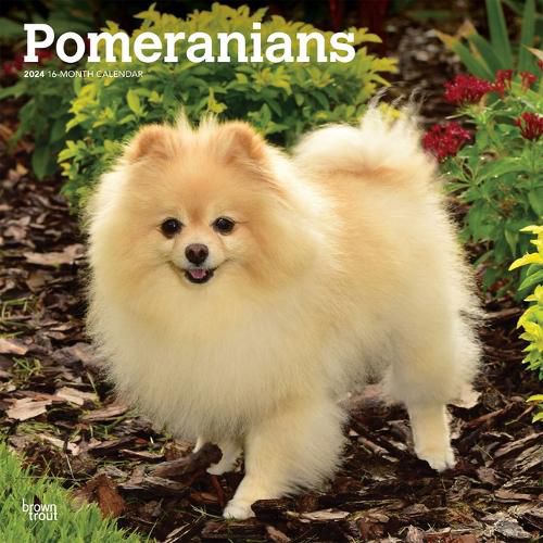 Pomeranians 2024 Square