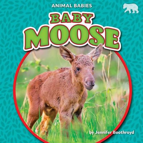 Cover image for Baby Moose