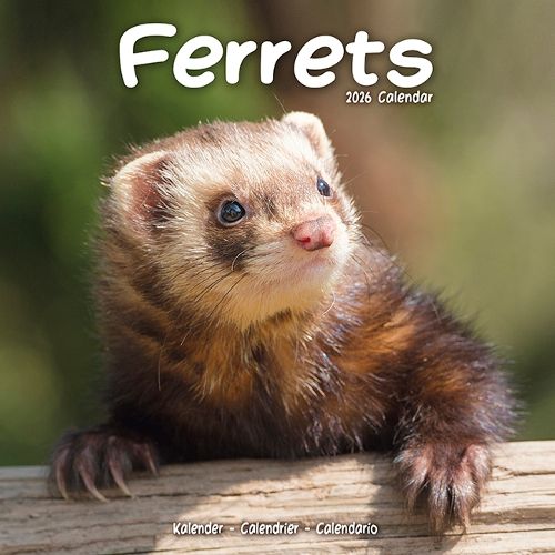 Cover image for Ferrets Calendar 2026 Square Animal Wall Calendar - 16 Month