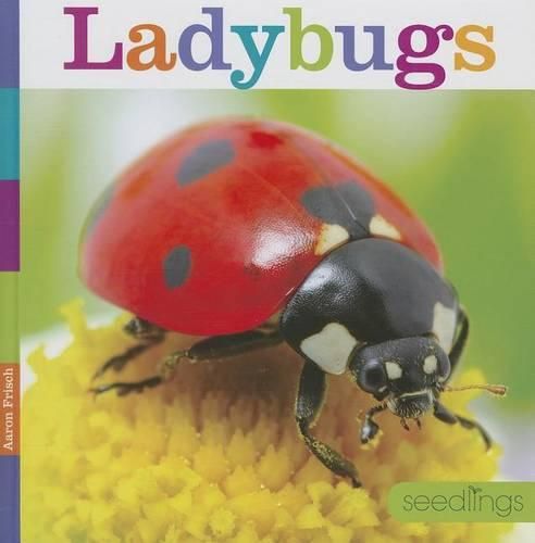 Cover image for Ladybugs