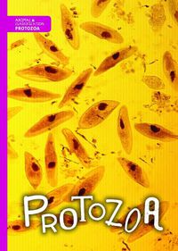 Cover image for Protozoa