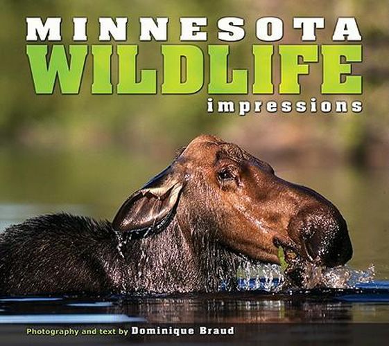 Cover image for Minnesota Wildlife Impressions