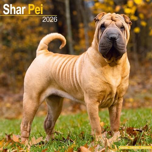 Cover image for Shar Pei Calendar 2026 Square Dog Breed Wall Calendar - 16 Month