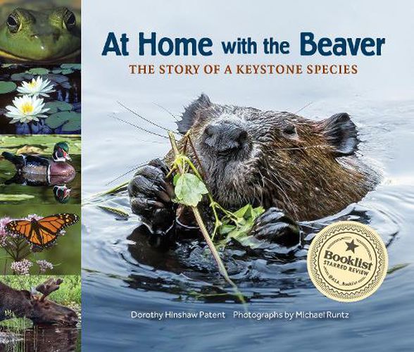 Cover image for At Home with the Beaver: A Story of a Keystone Species