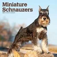 Cover image for Schnauzers, Miniature 2020 Square