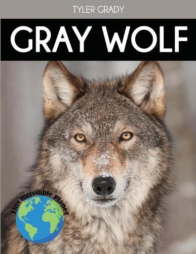 Cover image for Gray Wolf: Fascinating Animal Facts for Kids